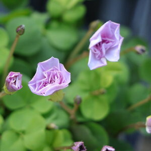 d炫 ILUX IbNX[Y 2.5`3|bgc 񂹐A Ԓd A    킢 t̉ H̉ ~̉  c S 