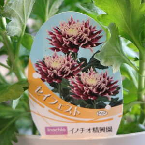 Xv[} ZCtFXg 5  e LN 񂹐A A Ԓd    킢 Ẳ H̉  c S