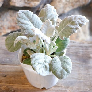 ۗt V^GMN ӂ 낤 3`3.5|bgc e ETM 񂹐A Ԓd A   t̉  c S J[[t 