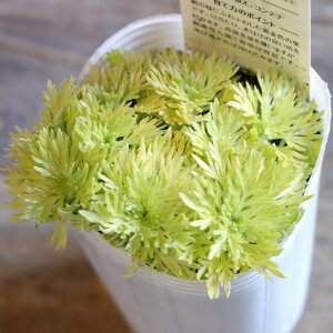 tATM\E I[A 2.5`3|bgc  ATM\E 񂹐A Ԓd A    Ẳ  c S J[[t 