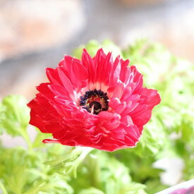 八重咲き アネモネ オーロラ レッド 3〜3.5号ポット苗 寄せ植え 花壇 鉢植え お洒落 おしゃれ 可愛い かわいい 豪華 春の花 冬の花 花 苗 初心者