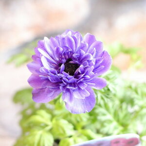 d炫 All I[ u[ 3`3.5|bgc 񂹐A Ԓd A    킢  t̉ ~̉  c S