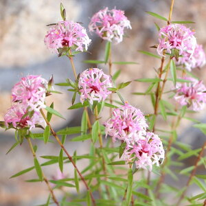 sA tH[V[YY 3`3.5|bgc 񂹐A A nA A c Ύ    킢 t̉ Ẳ H̉  c S