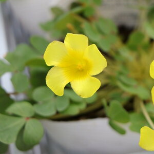 ILUX CG[ 3`3.5|bgc 񂹐A Ԓd A    킢 t̉ H̉ ~̉  c S