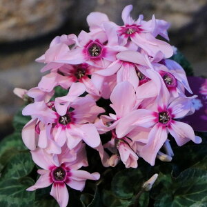 炫 ~jVN C[WA sNe 4`4.5 A    킢 t̉ ~̉  c S 