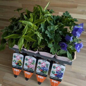 y__ƒiz hZbg y4e2E8Zbgz 3.5|bgc 񂹐A Ԓd A   t̉ Ẳ H̉ ~̉  c S