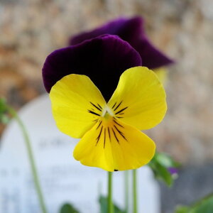 悭炭X~ XC[g|eg 3.5|bgc pW[ rI TJ^̃^l 񂹐A A Ԓd     t̉ ~̉  c S