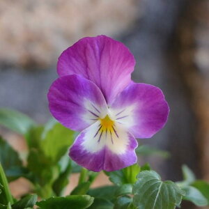 悭炭X~ x_[\tg 3.5|bgc pW[ rI TJ^̃^l 񂹐A A Ԓd     t̉ ~̉  c S