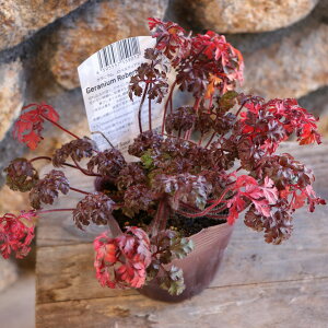 QjE xeBAk 3`3.5|bgc Qj[ 񂹐A A Ԓd    t̉ Ẳ H̉  c S J[[t