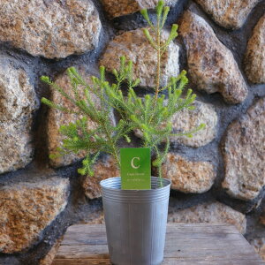 o[[A P[vO[ 3`3.5|bgc 񂹐A Ԓd A    킢 Ύ t̉  c S