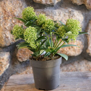 VL~A zCgh[t 3`3.5|bgc XL~ 񂹐A Ԓd A    킢  Ύ t̉ ~̉  c S