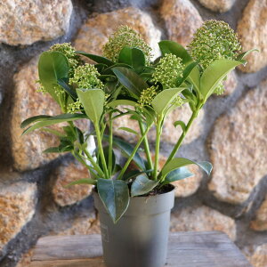 VL~A tOgNEh 3`3.5|bgc XL~ 񂹐A Ԓd A    킢  Ύ t̉ ~̉  c S