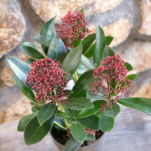 VL~A x 3`3.5|bgc XL~ 񂹐A Ԓd A    킢  Ύ t̉ ~̉  c S