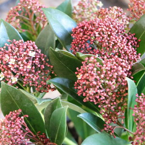 VL~A sNh[t 3`3.5|bgc XL~ 񂹐A Ԓd A    킢  Ύ t̉ ~̉  c S