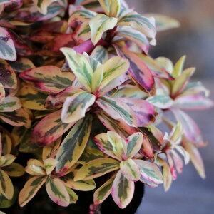  [tHrA AbvJ[[t 3`3.5|bgc 񂹐A A Ԓd    킢 t̉  c S J[[t