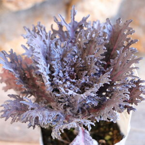 n{^ Vo[ 2.5`3|bgc tO n{^ 񂹐A Ԓd A    VbN t̉ ~̉  c S J[[t