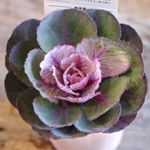 n{^ AJl 2.5`3|bgc tO n{^ 񂹐A Ԓd A    VbN t̉ ~̉  c S  J[[t