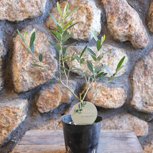 I[u GOR 3`3.5|bgc 񂹐A A Ԓd nA    킢 Ύ ϗtA ʎ   c S J[[t