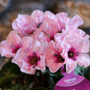 炫 ~jVN C[WA sNe 3`3.5|bgc A    킢 t̉ ~̉  c S 