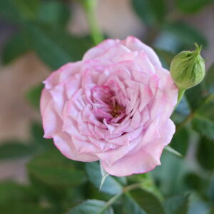 lG炫 ~jo R_[i Cv[hu[ 3.5 񂹐A Ԓd A    u[ F t̉ Ẳ H̉  c S