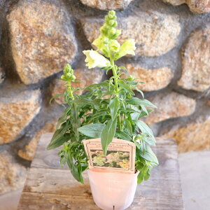 LM\E gDCj[ zCg 3`3.5|bgc  񂹐A Ԓd A    킢 t̉ H̉ ~̉  c S