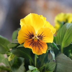 rI ^CK[AC IW 3`3.5|bgc 񂹐A Ԓd A    킢 t̉ ~̉  c S