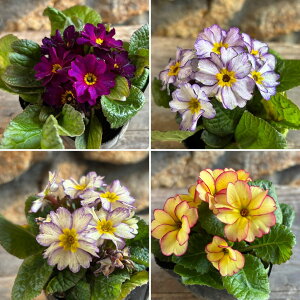 vWA |~[Cg A\[g 3`3.5|bgc WA 񂹐A Ԓd A    t̉ ~̉  c S 