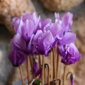 K[fVN hS Cgu[ 3`3.5|bgc ~jVN 񂹐A A Ԓd    t̉ ~̉  c S 