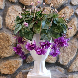 yi2z d炫 VN [[X u[ 6X^h 񂹐A A    킢  t̉ ~̉  c S 