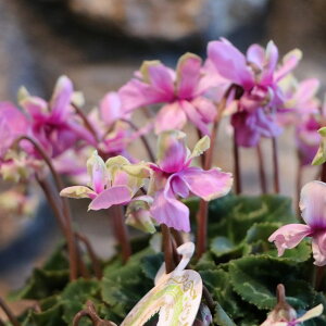 d炫 ~jVN O[eBA sN 3`3.5|bgc A    킢 t̉ ~̉  c S 