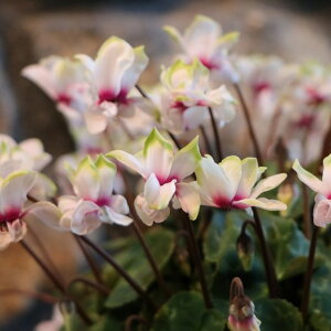 d炫 ~jVN O[eBA zCg 3`3.5|bgc A    킢 t̉ ~̉  c S 