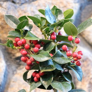 NX}Xz[[ 4`4.5 ZCEqCM 񂹐A Ԓd A    킢 Ԃ Ύ t̉  c S