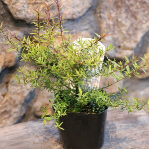 t MEoC ނ 2.5`3|bgc AJlXr ~ 񂹐A Ԓd A   I[A ~̉  c S  J[[t