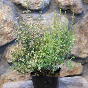 ւ̖ڃGJ 3`3.5|bgc GJ WmGJ 񂹐A Ԓd A    킢  Ԗ Ύ t̉ ~̉  c S