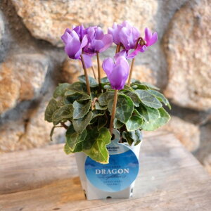 �K�[�f���V�N������ �h���S�� ���C�g�u���[ 2.5�`3���|�b�g�c �~�j�V�N������ �񂹐A�� ���A�� �Ԓd ������ ������� ���� �t�̉� �~�̉� �� �c ���S�� ��