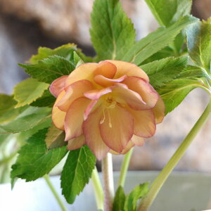 �y���i317�z �N���X�}�X���[�Y �I���G���^���X ���d�炫 �ԕt���J�Ԋ� 5���� ���i317