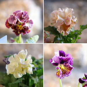 t炫 pW[ ʐ kururi  A\[g 2.5J  񂹐A Ԓd A    t̉ ~̉  c S 