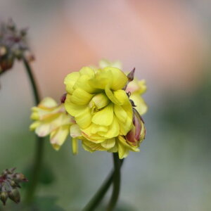 d炫 ILUX _uCG[ 3.5|bgc 񂹐A Ԓd A    킢 H̉ ~̉  c S 