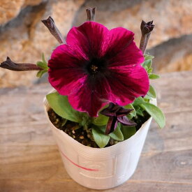 ペチュニア ディアブロ 3.5号ポット苗 寄せ植え 鉢植え 花壇 お洒落 おしゃれ 可愛い かわいい 春の花 夏の花 秋の花 花 苗 初心者