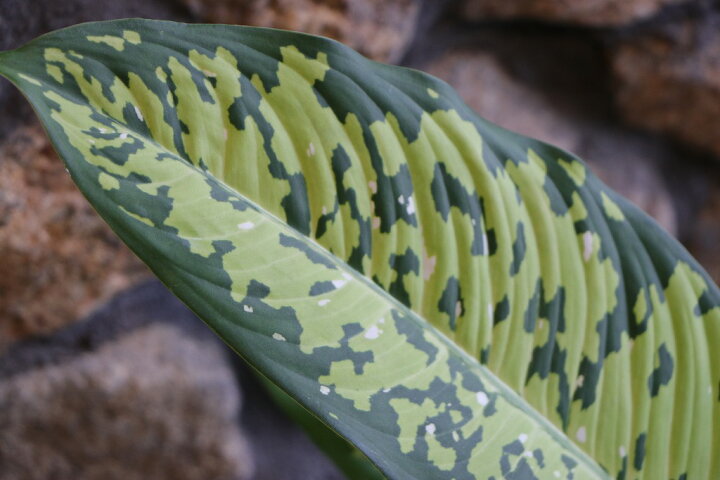楽天市場】ディフェンバキア チーター 6号鉢 観葉植物 鉢植え お洒落 