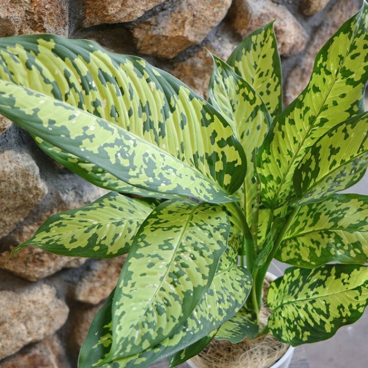楽天市場】ディフェンバキア チーター 6号鉢 観葉植物 鉢植え お洒落 