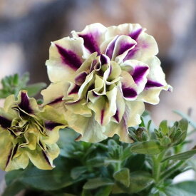 八重咲き ペチュニア ピスタチオパフェ 3.5号ポット苗 寄せ植え 鉢植え 花壇 お洒落 おしゃれ 可愛い かわいい 春の花 夏の花 秋の花 花 苗 初心者