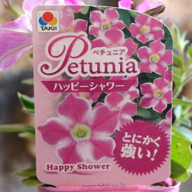 タキイ ペチュニア ハッピーシャワー 3号ポット苗 寄せ植え 鉢植え 花壇 お洒落 おしゃれ 可愛い かわいい 春の花 夏の花 秋の花 花 苗 初心者