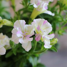 八重咲き小輪 ペチュニア メレンゲ 3〜3.5号ポット苗 寄せ植え 鉢植え 花壇 お洒落 おしゃれ 可愛い 春の花 夏の花 秋の花 花 苗 初心者 希少