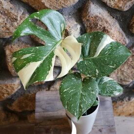 斑入り モンステラ タイコンステレーション 4号鉢 観葉植物 お洒落 おしゃれ 可愛い かわいい カッコイイ インテリア 人気 苗 初心者 希少