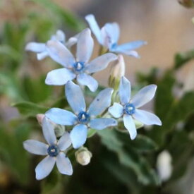 オキシペタラム ブルースター 3.5号ポット苗 寄せ植え 花壇 寄せ植え 鉢植え 花壇 お洒落 おしゃれ 可愛い かわいい 青い花 夏の花 秋の花 花 苗 初心者