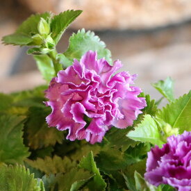 八重咲き トレニア セレスティア ローズ 3〜3.5号ポット苗 トレニア 寄せ植え 花壇 鉢植え お洒落 可愛い 春の花 夏の花 秋の花 花 苗 初心者 希少