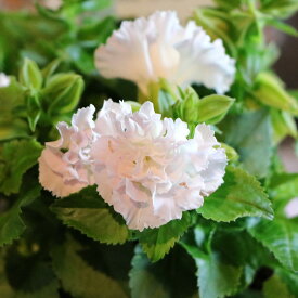 八重咲き トレニア セレスティア パールホワイト 3〜3.5号ポット苗 トレニア 寄せ植え 花壇 鉢植え お洒落 可愛い 春の花 夏の花 秋の花 花 苗 初心者 希少