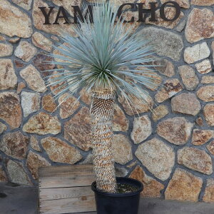 yi1_E165cmz bJ Xg[^ 13 yiNO.8z 񂹐A A nA   A c ϗtA CeA bNK[f