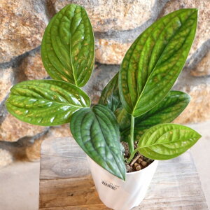 Xe WFChVgRbN 4 ϗtA    킢 JbRCC CeA lC c S 